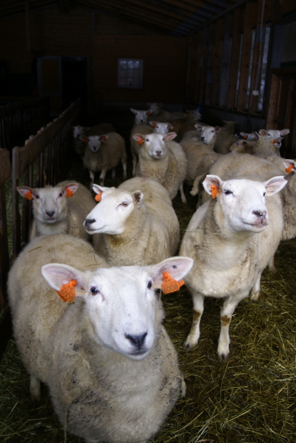 Norski sheep. Dag, can you identify them? Not the individuals, obviously. Just the breed. I wouldnt expect you to know them by name.