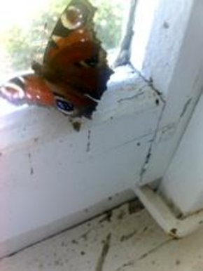 Butterflies everywhere