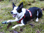 Search dog lying down, wearing one paw shoe