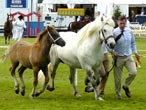 Islay of Whitefield being shown in the main ring with her foal.