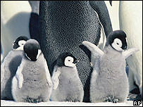 एंपरर पेंग्विन