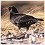Rocky coast index (Image: Chough c/o RSPB and Andy Hay)