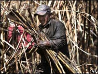 Hondurenho colhe cana-de-açúcar