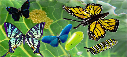 د پتنګانو د ژوند 