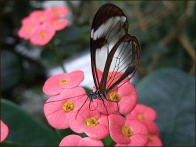 پروانه با گل 