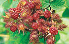 Japanese wineberries (Picture:Ken Muir Ltd)