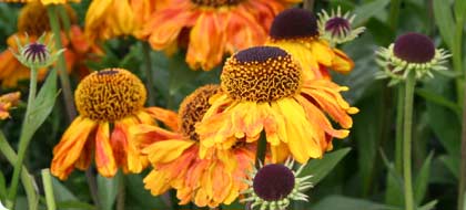  Latest trends from the show (Image: Helenium)