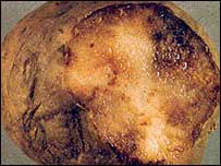 Potato blight