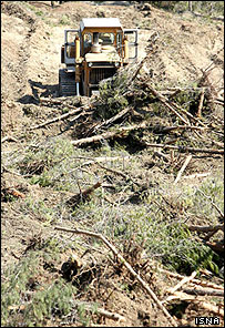 قطع درختان کاج در پارک جنگلی لويزان تهران - عکس از ايسنا