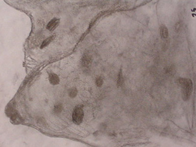 David Alan Orton, Manod.