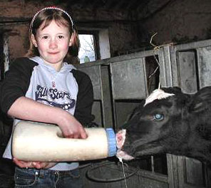 Judith McConaghy feeding one of the recently born calves