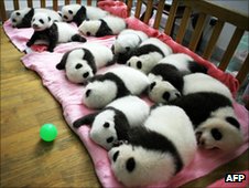 Napping pandas in a row