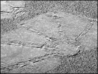 نقش کيسه های فرود