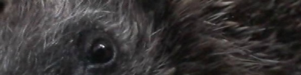 Close up of baby hedgehog - awwwww