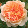 Rosa 'Port Sunlight'