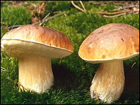 Українцям і далі не радять їсти грибів, лісових ягод, лікарських трав та м'яса диких тварин