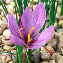 Crocus sativus