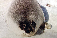 A Canadian seal