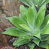 Agave attenuata