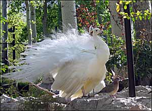 باغ پرندگان در شهر اصفهان