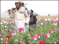 پوست کی کاشت