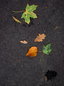 Fallen leaves on asphalt