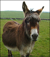 Ellie the donkey