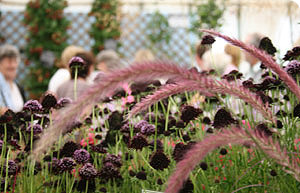 Fountain grass on a stand at the show