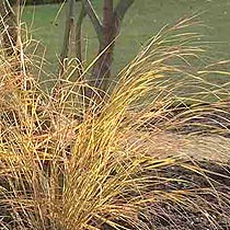 Anemanthele lessoniana