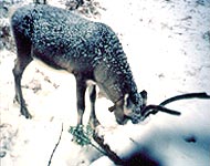 Reindeer