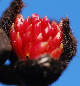 Parrotia-persica-'Vanessa'