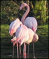 Flamingoes at Martin Mere