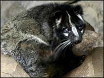 Chineses comem a carne do gato-de-algália, um dos animais com o vírus