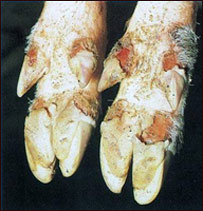 دطبق ناروغي