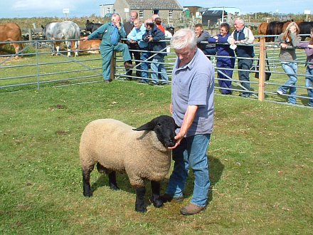 The Champion of the Sheep Section.