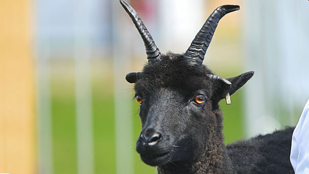 Donald Ferguson exhibits this fine example of the Hebridean.