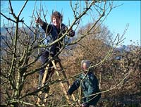 Trimming trees at Brantwood
