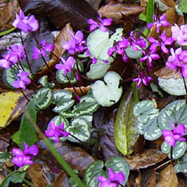 Cyclamen coum