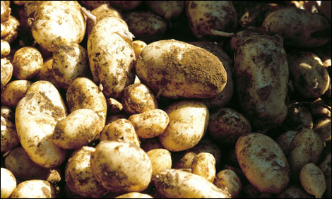 Jersey Royals (photo Jersey Royals)