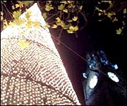 Christmas tree, Manchester