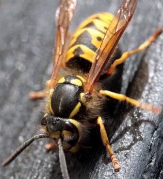 wasp4.jpg