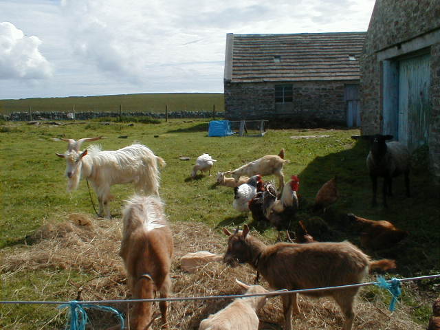 some o` the goats, etc...