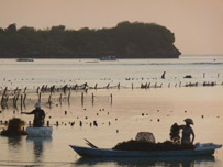 Seaweed Fields in Bali