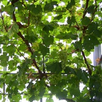 Grape vine