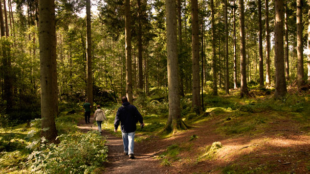 People walking through a pine forest