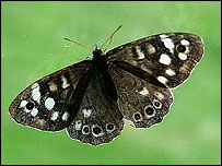 Speckled Wood Butterfly, sent in by Philip Helliwell