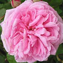 Shrub rose 'Gertrude Jekyll'