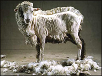  طاعون درگوسفند 