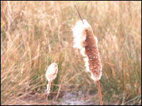 Bullrush: Showing signs of spring