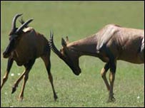 अफ़्रीकी हिरण